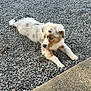 puppy, dog, blue_eyes, fluffy, lying_down, gravel, concrete, outdoor, grass, curious, white_wall, young_dog, pet, animal, nature, small_dog, brown_spots, light_fur, resting, summer