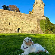 Maïa participe au concours pour gagner de l'argent avec cette photo : puppy, dog, grass, castle, tower, stone_wall, sky, outdoor, nature, sunlight, greenery, animal, pet, young_dog, collar, leash, playful, daytime, blue_sky, historic_building