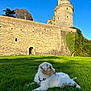 puppy, dog, grass, castle, tower, stone_wall, sky, outdoor, nature, sunlight, greenery, animal, pet, young_dog, collar, leash, playful, daytime, blue_sky, historic_building