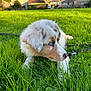 Maïa participe au concours pour gagner de l'argent avec cette photo : puppy, dog, grass, blue_eyes, outdoor, village, church, greenery, nature, animal, pet, fur, leash, canine, daylight, cute, young_dog, field, muzzle, closeup