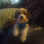 Max is registered to the contest to win money with this photo: animal, brown, couch, cozy, cute, dog, fur, furniture, harness, home, indoor, leather, living_room, pet, pillow, portrait, puppy, relaxing, small_dog, white