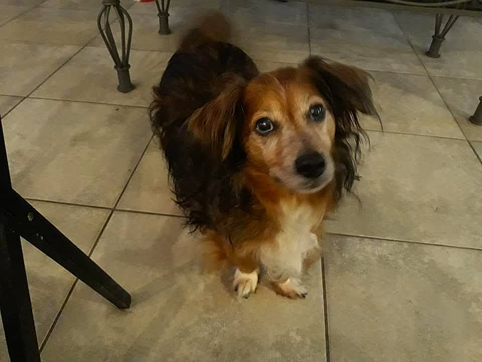 Jake joined the competition — help win amazing prizes! carnivore, companion_dog, dog, dog_breed, floor, flooring, fur, kitchen_utensil, liver, pet_supply, road_surface, small_greek_domestic_dog, spaniel, terrestrial_animal, tile, tile_flooring, toy_dog, whiskers, working_animal, working_dog