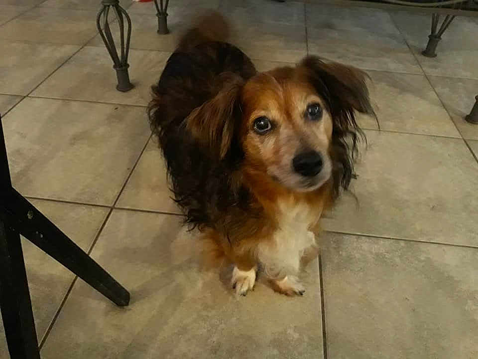 Jake