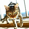 cat, tabby, green_eyes, whiskers, indoor, sunlight, floor, tiles, curious, close_up, pet, animal, feline, walking, portrait, focus, shadows, railing, domestic, household
