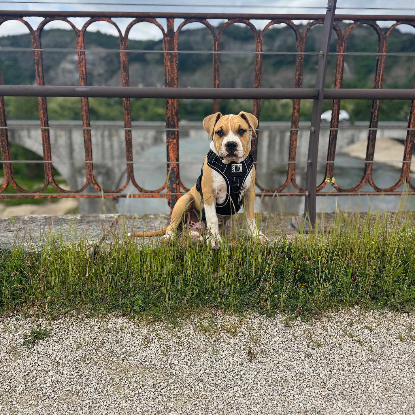Thor a rejoint le concours — aidez-le/la à gagner de superbes lots ! animal, architecture, bridge, building, bulldog, canine, dog, fence, grass, gravel, hound, nature, outdoors, path, pet, pitbull, plant, pointer, puppy, road