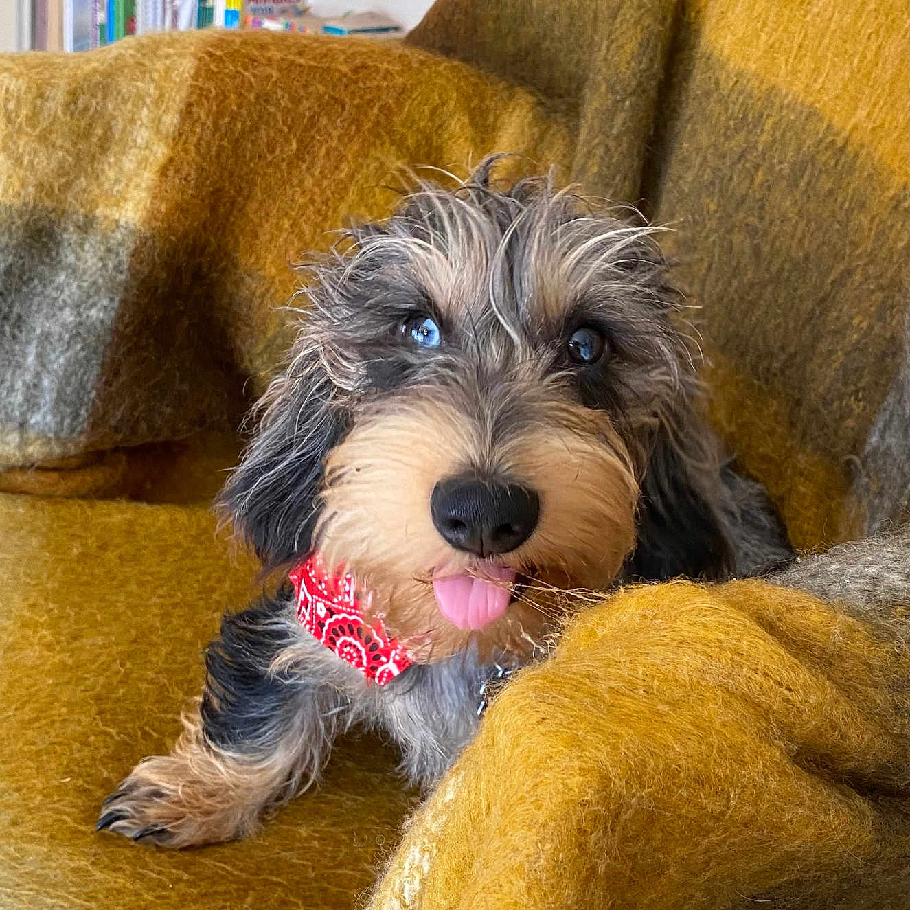 Ulysse participe au concours pour gagner de l'argent avec cette photo : accessories, animal, architecture, armchair, book, bookcase, building, canine, chair, couch, dog, furniture, indoors, livingroom, pet, publication, puppy, room, shelf, terrier