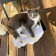 Little Gray is registered to the contest to win money with this photo: cat, grey_cat, white_cat, green_eyes, chair, towel, wooden_deck, outdoor, boots, gardening_tools, relaxed, sunlight, pet, animal, feline, curious, resting, domestic_cat, closeup, daylight
