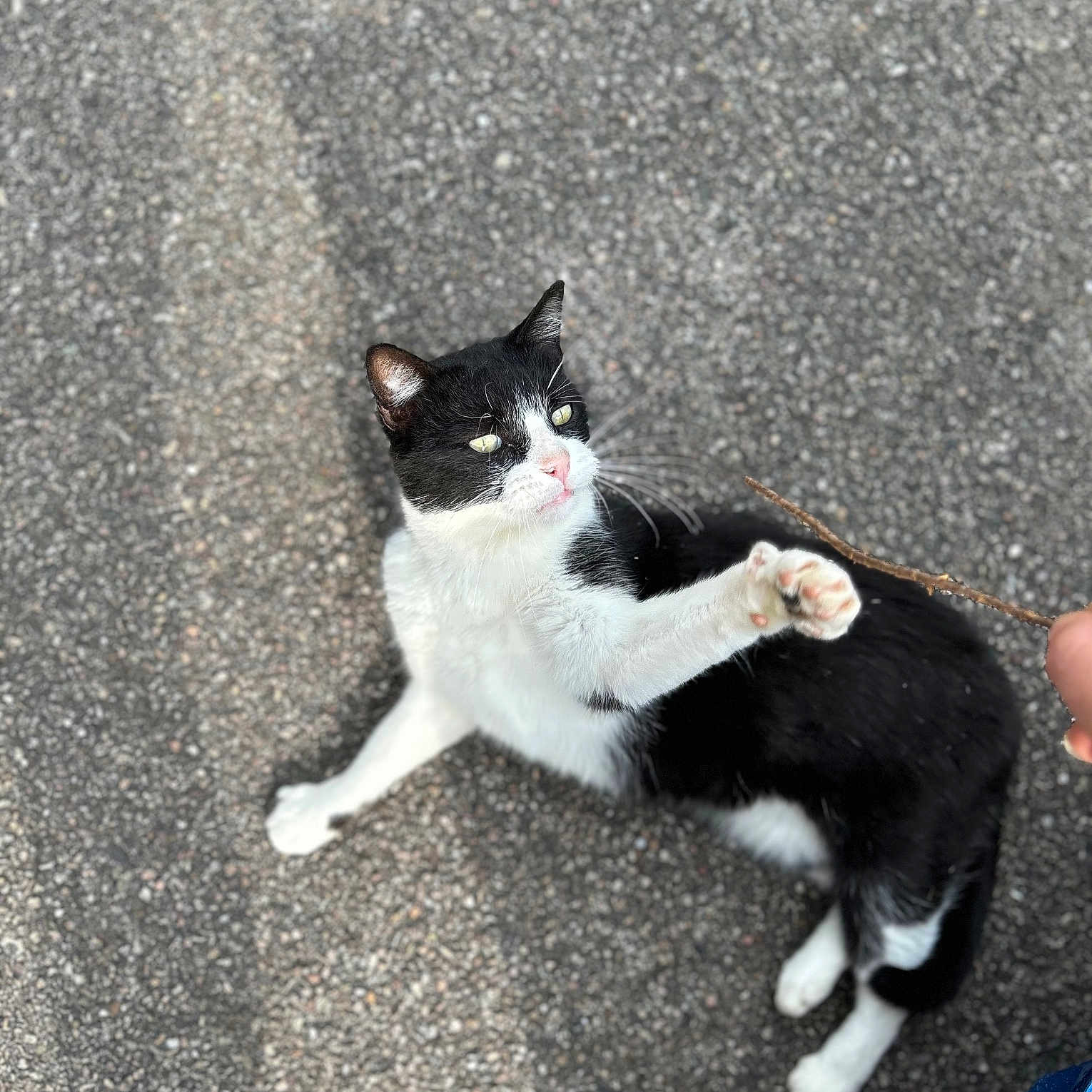 Madéon a rejoint le concours — aidez-le/la à gagner de superbes lots ! animal, asphalt, black_and_white, cat, close_up, curious, daylight, feline, mischievous, outdoor, paw, paw_raised, person_hand, pet, playful, sitting, stick, street, texture, whiskers