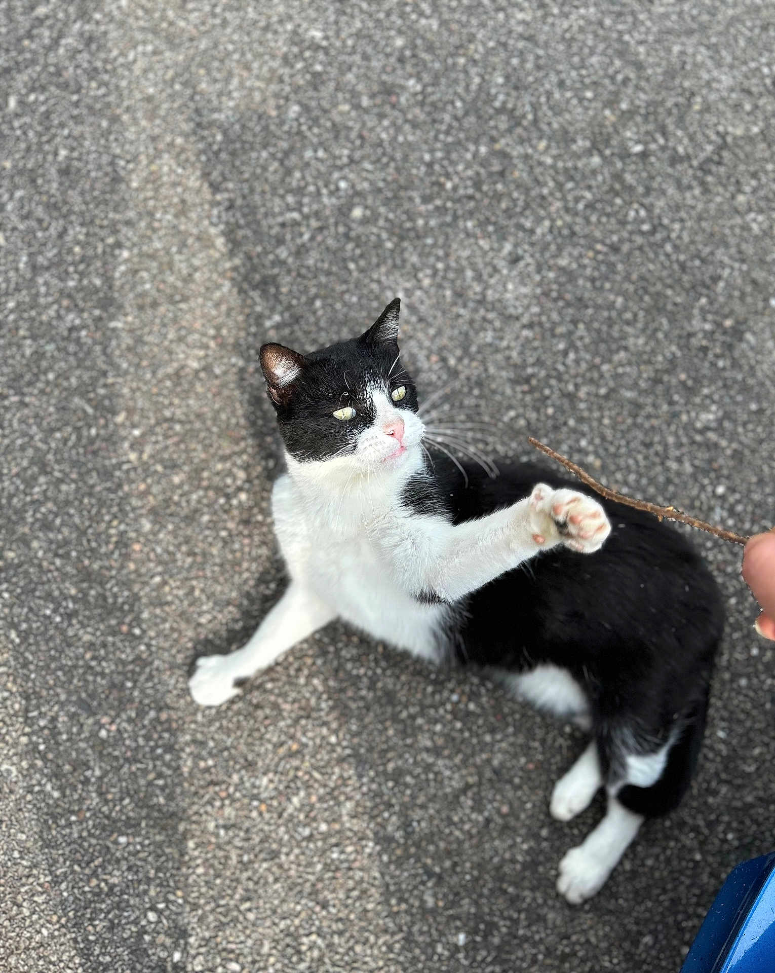 Madéon a rejoint le concours — aidez-le/la à gagner de superbes lots ! animal, asphalt, black_and_white, cat, close_up, curious, daylight, feline, mischievous, outdoor, paw, paw_raised, person_hand, pet, playful, sitting, stick, street, texture, whiskers