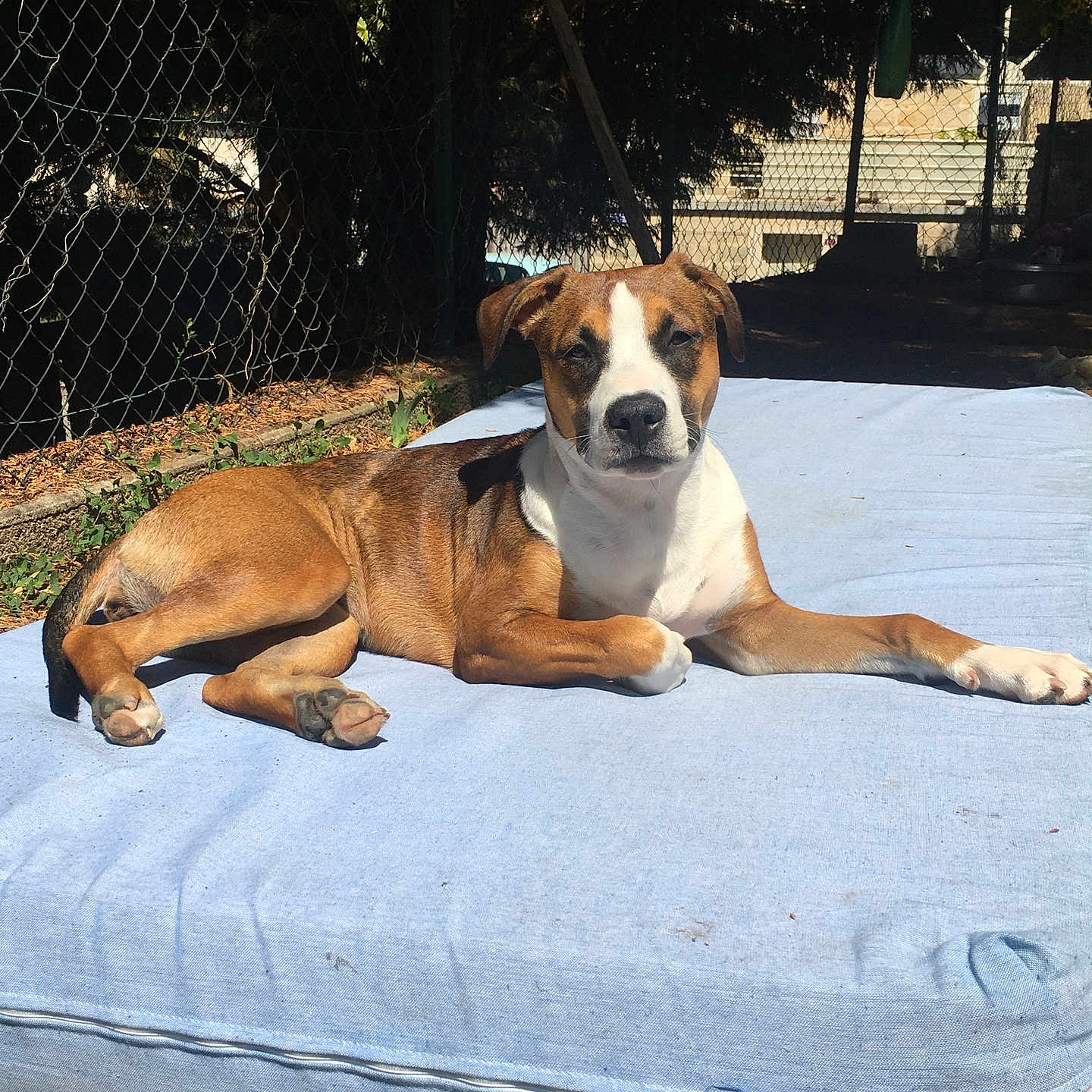 Saphir a rejoint le concours — aidez-le/la à gagner de superbes lots ! accessories, animal, beagle, bostonbull, boxer, bulldog, canine, couch, den, dog, dogbed, doghouse, furniture, hound, indoors, pet, pitbull, puppy, slate, strap