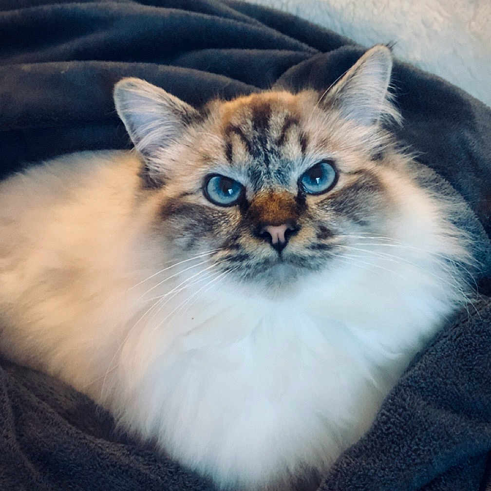 Ajax a rejoint le concours — aidez-le/la à gagner de superbes lots ! cat, fluffy, blue_eyes, pet, animal, feline, soft, blanket, cozy, indoor, portrait, whiskers, relaxed, tabby, closeup, cute, domestic_animal, fur, resting, laying