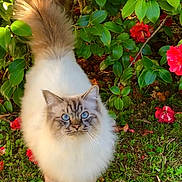 Ajax participe au concours pour gagner de l'argent avec cette photo : cat, fluffy, blue_eyes, outdoor, greenery, flowers, red_flowers, grass, animal, pet, nature, leafy, cute, feline, whiskers, garden, standing, curious, adorable, tail