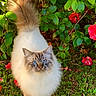 cat, fluffy, blue_eyes, outdoor, greenery, flowers, red_flowers, grass, animal, pet, nature, leafy, cute, feline, whiskers, garden, standing, curious, adorable, tail
