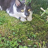 Blue a rejoint le concours — aidez-le/la à gagner de superbes lots ! alert, animal, black_and_white, cat, closeup, collar, crouching, eyes, feline, garden, grass, greenery, leaf, moss, nature, outdoor, pet, plant, whiskers, wildlife