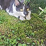 alert, animal, black_and_white, cat, closeup, collar, crouching, eyes, feline, garden, grass, greenery, leaf, moss, nature, outdoor, pet, plant, whiskers, wildlife