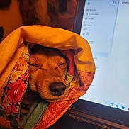 Sammy joined the competition — help win amazing prizes! dog, quilt, blanket, sleeping, cozy, laptop, technology, screen, indoor, warm, closeup, pet, cute, rest, comfort, face, snout, fur, colorful, computer