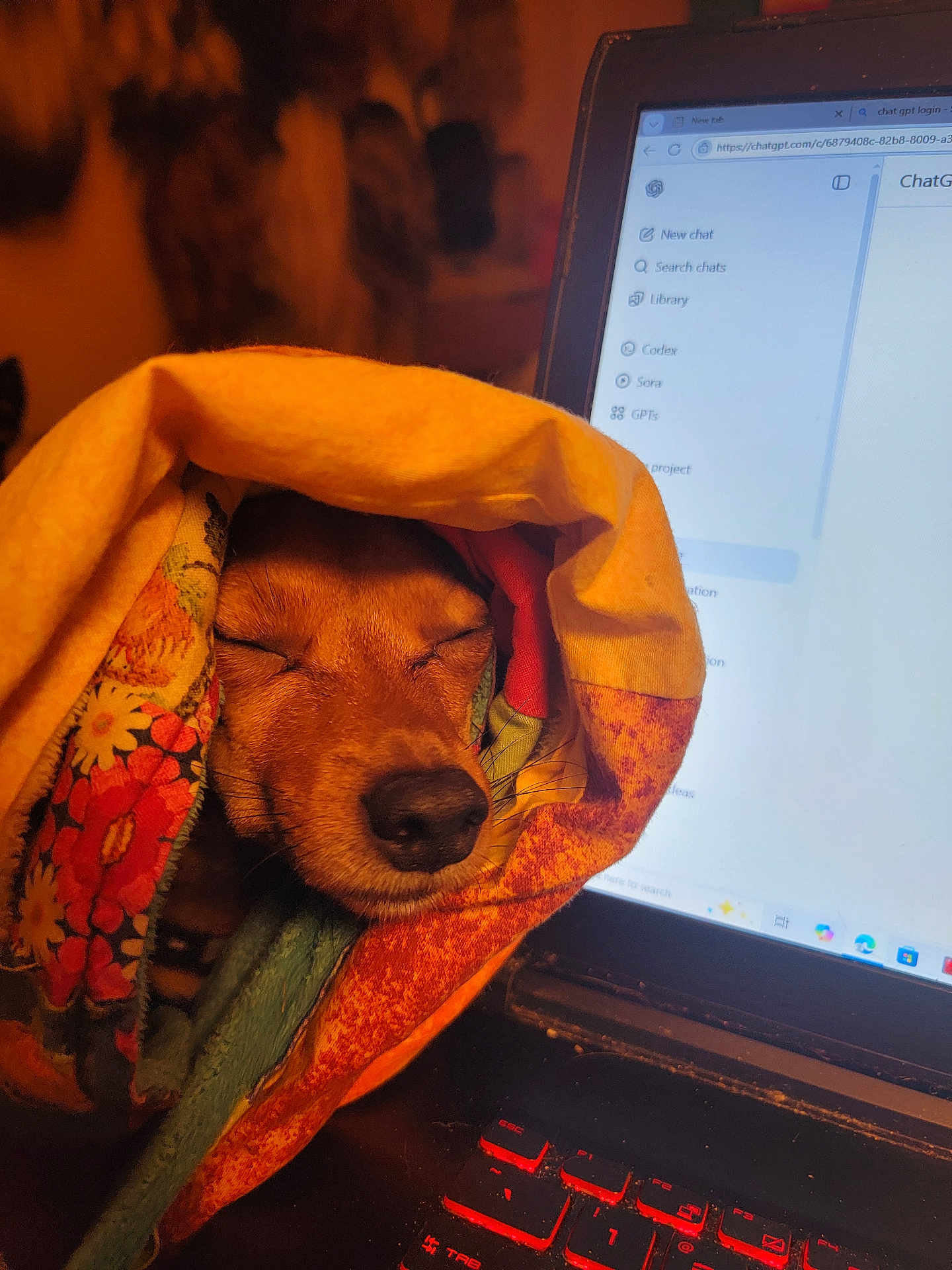 Sammy