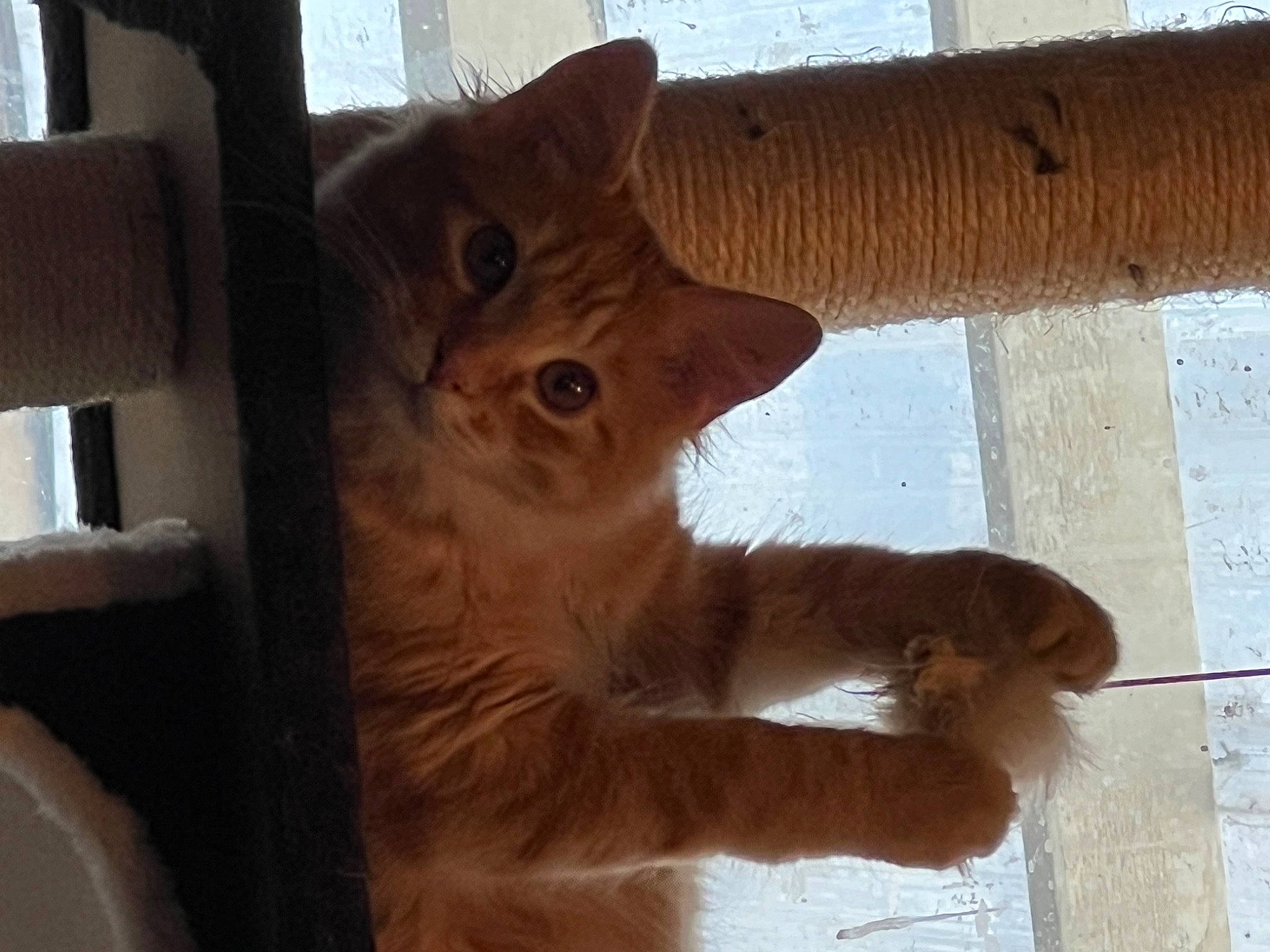 Felix joined the competition — help win amazing prizes! carnivore, cat, claw, domestic_short_haired_cat, fawn, felidae, flooring, fur, gesture, hardwood, liver, paw, small_to_medium_sized_cats, snout, tail, terrestrial_animal, whiskers, window, wood, wood_stain