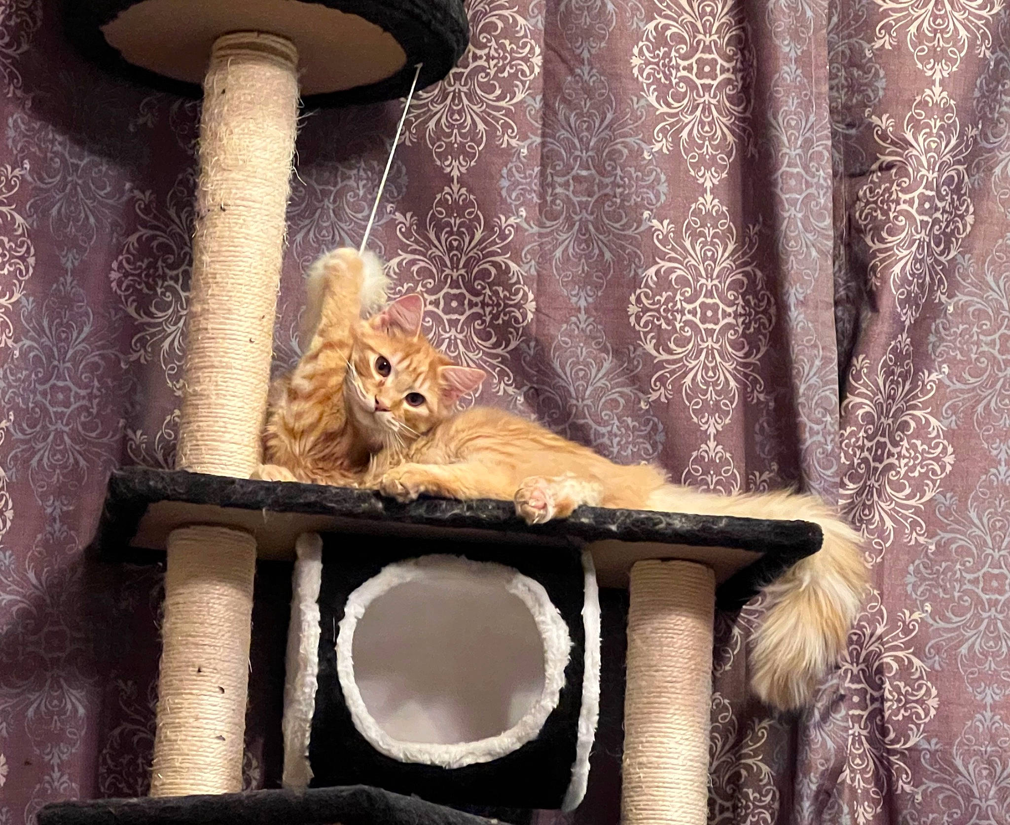 Felix joined the competition — help win amazing prizes! brown, carnivore, cat, cat_supply, curtain, domestic_short_haired_cat, fawn, felidae, fur, lighting, metal, pet_supply, room, small_to_medium_sized_cats, tail, tints_and_shades, whiskers, window, window_treatment, wood