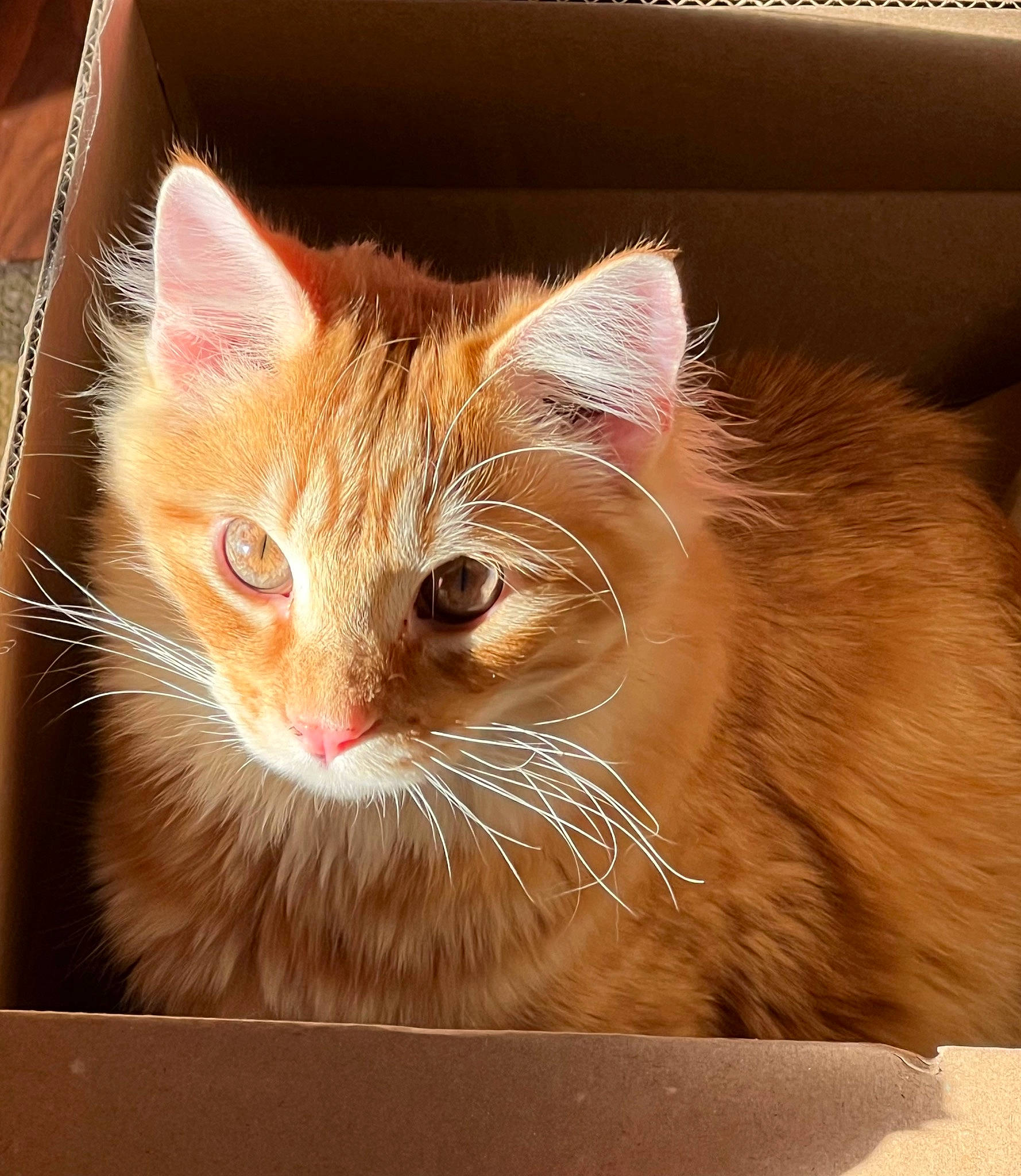 Felix is registered to the contest to win money with this photo: box, cardboard, carnivore, cat, computer_monitor, domestic_short_haired_cat, fawn, felidae, fur, paw, small_to_medium_sized_cats, snout, whiskers, window, windshield, wood