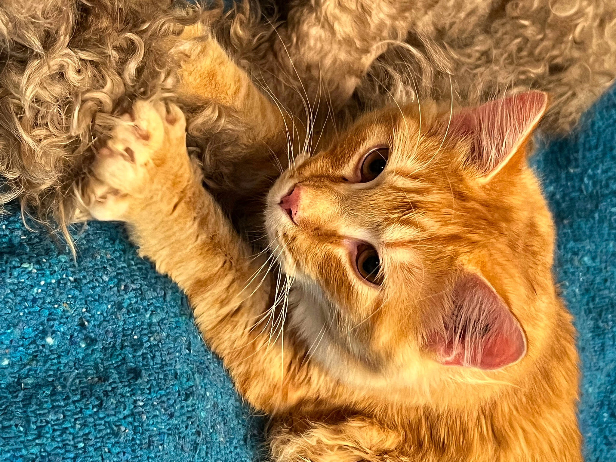 Felix joined the competition — help win amazing prizes! art, big_cats, carnivore, cat, claw, domestic_short_haired_cat, fawn, felidae, fur, gesture, paw, small_to_medium_sized_cats, snout, somali, tail, terrestrial_animal, whiskers, wildlife