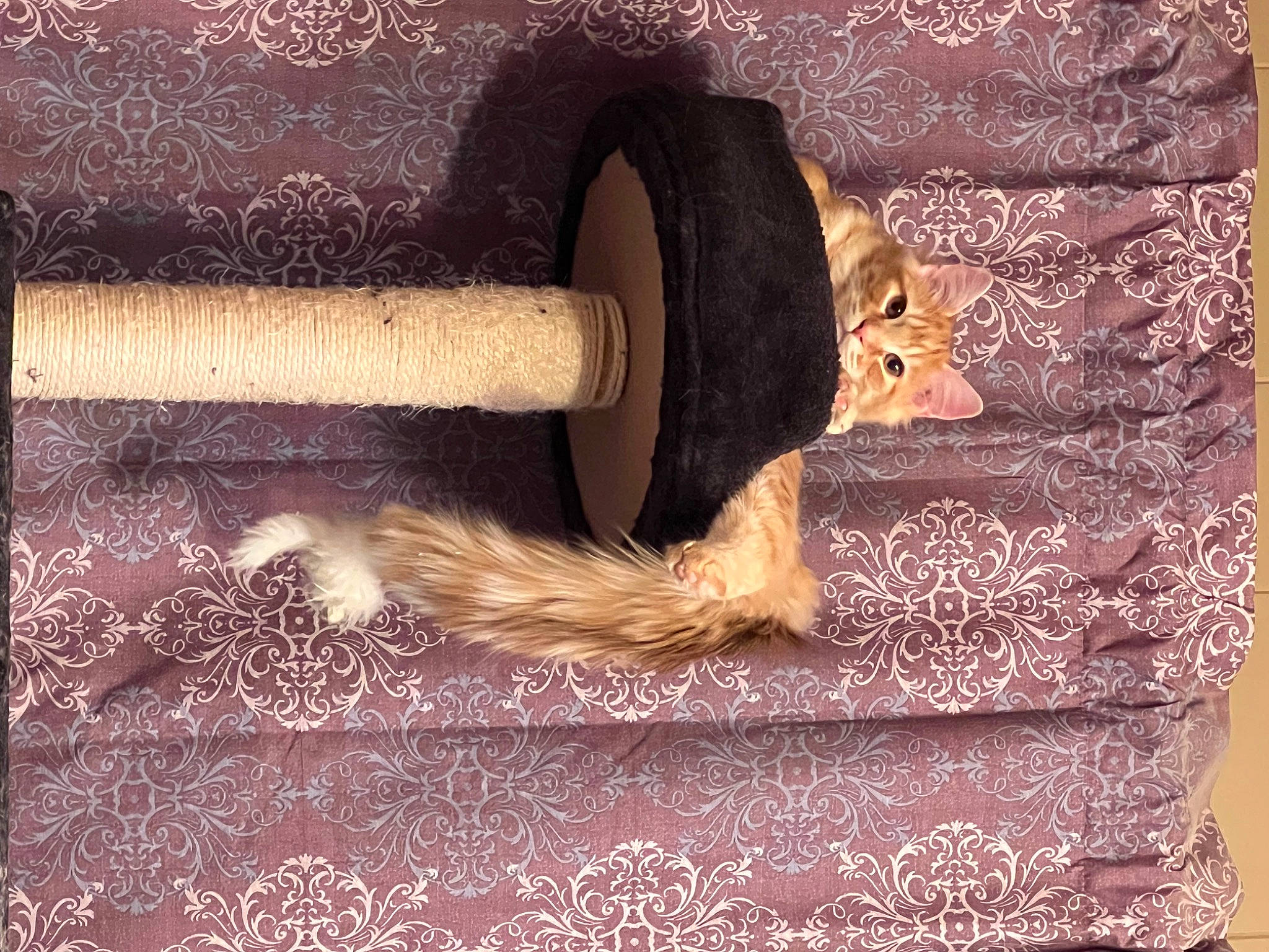 Felix joined the competition — help win amazing prizes! brown, cat, comfort, companion_dog, fawn, felidae, flooring, fur, hardwood, human_leg, magenta, natural_material, pet_supply, rectangle, small_to_medium_sized_cats, tail, textile, tints_and_shades, whiskers, wood