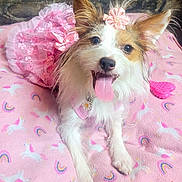 Daisy is registered to the contest to win money with this photo: accessory, adorable, animal, blanket, cute, decorative, dog, dress, flower, fur, happy, indoors, lying_down, pet, pink, playful, rainbow, small_dog, tongue_out, unicorn