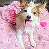 accessory, adorable, animal, blanket, cute, decorative, dog, dress, flower, fur, happy, indoors, lying_down, pet, pink, playful, rainbow, small_dog, tongue_out, unicorn