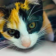 Rubis participe au concours pour gagner de l'argent avec cette photo : cat, calico, close_up, curious, whiskers, ears, face, feline, pet, animal, orange, black, white, indoor, portrait, looking, eyes, soft_focus, circular_opening, nose