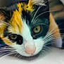 cat, calico, close_up, curious, whiskers, ears, face, feline, pet, animal, orange, black, white, indoor, portrait, looking, eyes, soft_focus, circular_opening, nose