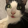 animal, black_and_white, cat, close_up, curious, cute, ears, face, feline, fur, green_eyes, indoor, mammal, nose, pet, playful, portrait, soft_texture, tongue_out, whiskers
