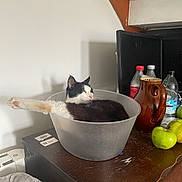 Billy joined the competition — help win amazing prizes! cat, bowl, table, indoor, stretching, black_and_white_cat, plastic, pitcher, bottle, apple, fruit, wooden_table, relaxed, pet, animal, domestic, feline, cozy, resting, household