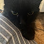 black_cat, cat, close_up, striped_fabric, indoor, pet, animal, feline, resting, cute, whiskers, ears, yellow_eyes, soft_fur, cozy, sleepy, domestic_cat, companion, cute_pet, relaxed