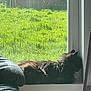 cat, black_cat, windowsill, sunlight, grass, greenery, indoor, outdoor, leather_couch, shadow, furry, relaxing, pet, animal, home_interior, window, daylight, quiet, cozy, resting