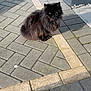 cat, black_cat, fluffy, animal, outdoor, pavement, sunlight, shadow, building, corner, stone, quiet, pet, mammal, fur, sitting, daylight, alone, nature, urban
