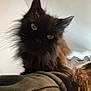 cat, black_cat, furry, pet, indoor, curious, animal, feline, whiskers, ears, eyes, person, shoulder, hair, clothing, home, cozy, blur, soft_light, background