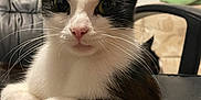 Keefy is registered to the contest to win money with this photo: cat, black_and_white, whiskers, indoor, close_up, pet, feline, leather_surface, sitting, relaxed, animal, chair, household, curious, paws, domestic, fur, face, looking, cozy