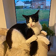 Keefy joined the competition — help win amazing prizes! cat, black_and_white, pet, indoor, window, couch, furniture, plant, green_eyes, relaxed, animal, domestic_cat, looking_away, house, suburban, daylight, potted_plant, curious, whiskers, tail