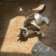 Keefy is registered to the contest to win money with this photo: animal, black_and_white, carpet, cat, cozy, domestic, floor, fur, home, indoor, light, pet, plastic_bag, relaxed, resting, shadow, sunlight, sunny, tail, whiskers