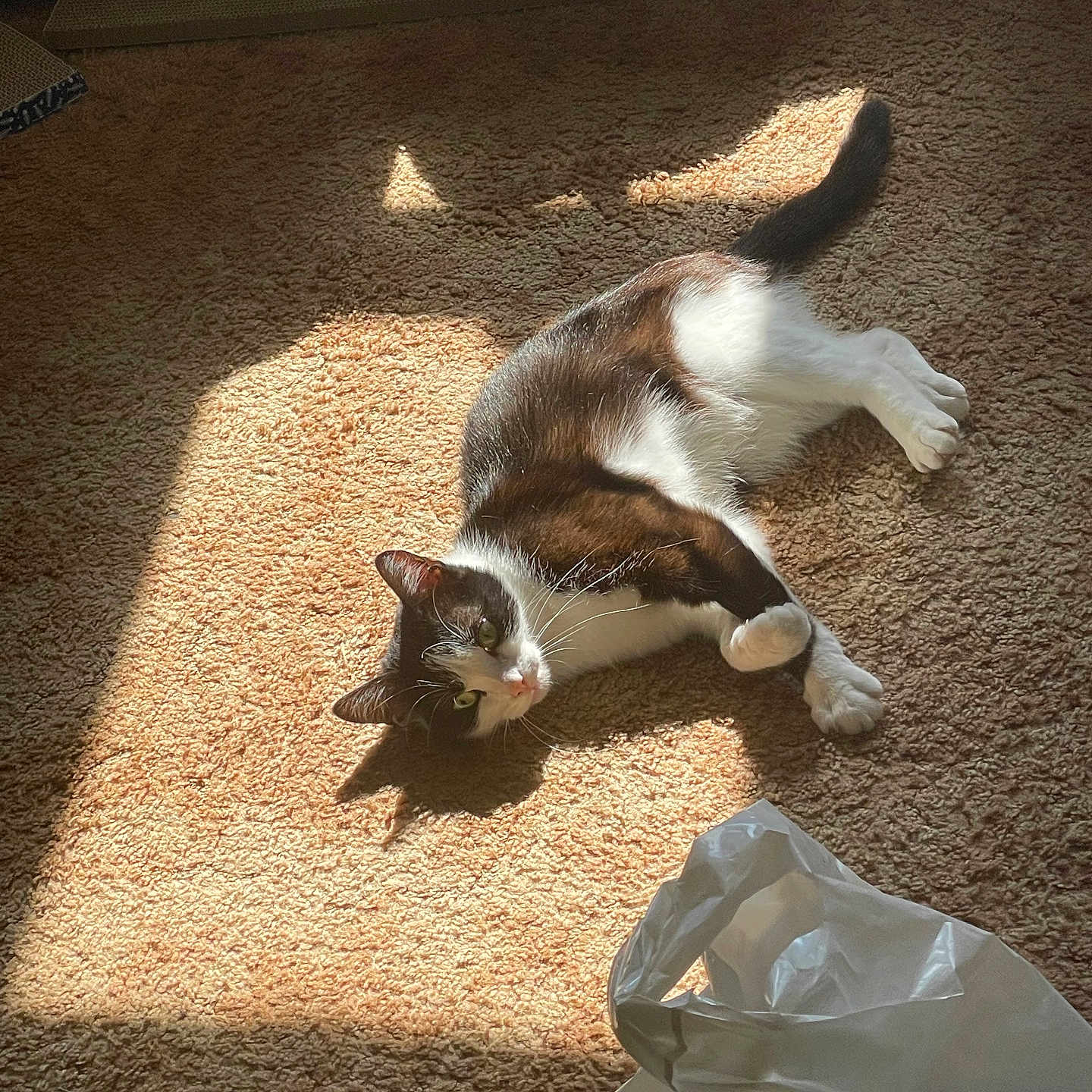 Keefy is registered to the contest to win money with this photo: animal, black_and_white, carpet, cat, cozy, domestic, floor, fur, home, indoor, light, pet, plastic_bag, relaxed, resting, shadow, sunlight, sunny, tail, whiskers