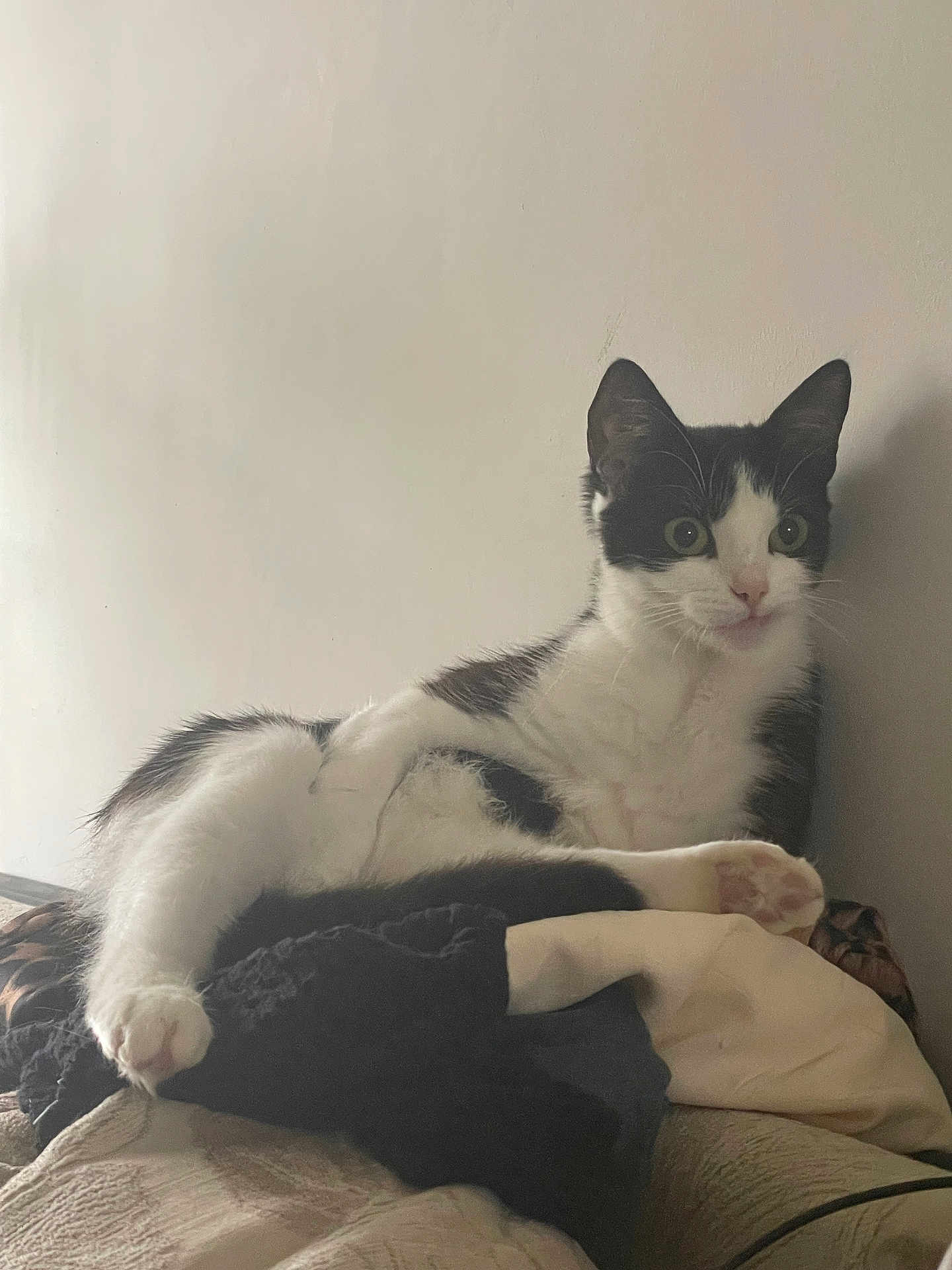 Keefy is registered to the contest to win money with this photo: cat, black_and_white, feline, pet, indoor, resting, clothing, pile, curious, fur, whiskers, paw, ears, wall, domestic_animal, relaxed, animal, cute, portrait, side_view