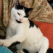 Molly is registered to the contest to win money with this photo: cat, black_and_white, pet, feline, indoor, cushion, blanket, orange, patterned, relaxed, stretching, paw, fur, cute, whiskers, pink_nose, resting, cozy, domestic, animal
