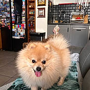 Youna a rejoint le concours — aidez-le/la à gagner de superbes lots ! dog, pomeranian, fluffy, tongue_out, pet, indoor, kitchen, appliances, fridge, magnets, blanket, tile_floor, knife_rack, cabinet, sink, happy, small_dog, fur, cute, animal