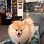 dog, pomeranian, fluffy, tongue_out, pet, indoor, kitchen, appliances, fridge, magnets, blanket, tile_floor, knife_rack, cabinet, sink, happy, small_dog, fur, cute, animal