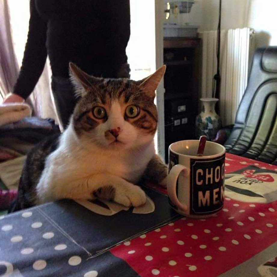 Garfield a rejoint le concours — aidez-le/la à gagner de superbes lots ! carnivore, cat, comfort, domestic_short_haired_cat, drinkware, fawn, felidae, floor, flooring, fur, human_leg, pattern, serveware, sitting, small_to_medium_sized_cats, table, tableware, tail, whiskers, wood