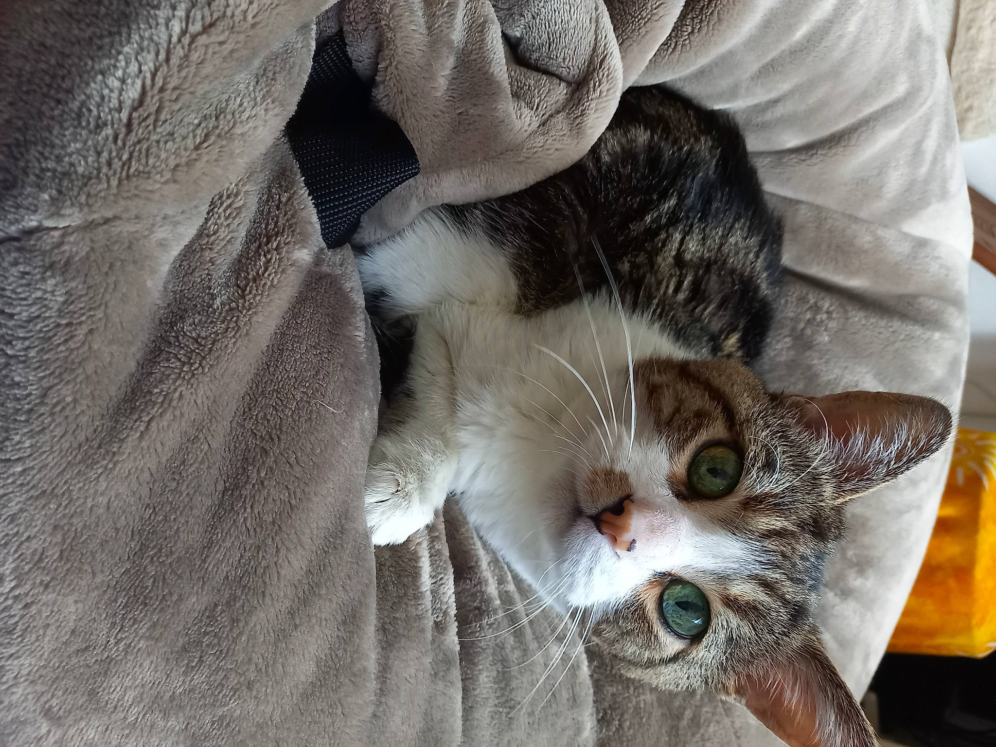 Garfield a rejoint le concours — aidez-le/la à gagner de superbes lots ! carnivore, cat, claw, comfort, domestic_short_haired_cat, ear, fawn, felidae, fur, grey, linens, paw, small_to_medium_sized_cats, snout, tail, whiskers