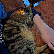 Skaï a rejoint le concours — aidez-le/la à gagner de superbes lots ! cat, tabby_cat, pet, sleeping, couch, human_arm, upholstery, cozy, indoor, whiskers, striped_fur, domestic_cat, close_up, nap, furniture, living_room, paws, relaxed, companion, blanket