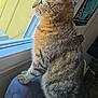 Skaï participe au concours pour gagner de l'argent avec cette photo : cat, tabby_cat, pet, looking_out_window, window, indoor, profile, whiskers, ears, fur, chair, furniture, sunlight, curious, paws, portrait, domestic_animal, home, gaze, cozy