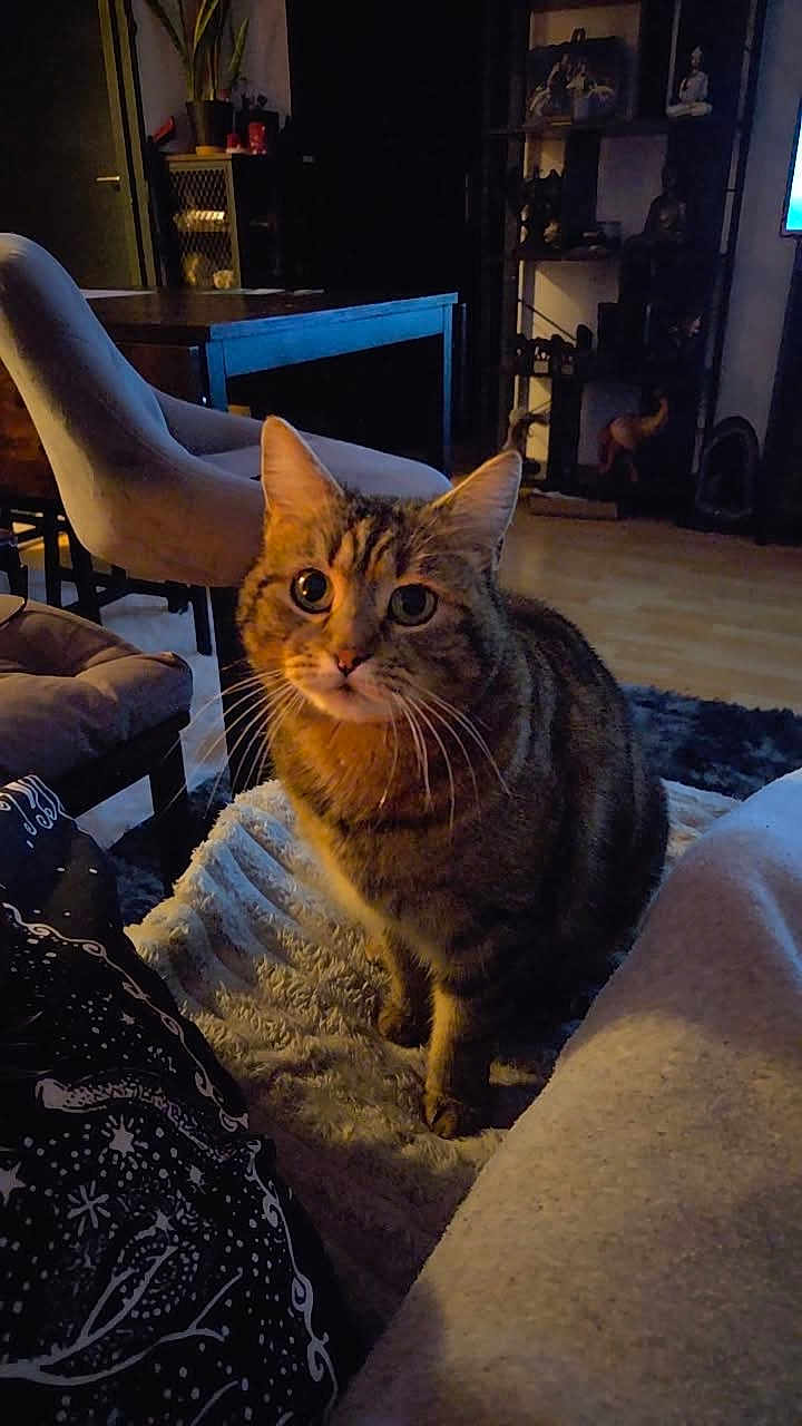 Skaï a rejoint le concours — aidez-le/la à gagner de superbes lots ! cat, tabby_cat, pet, indoor, living_room, chair, rug, whiskers, ears, eyes, furniture, cozy, portrait, domestic_animal, fur, cute, low_light, curious, sitting, blanket