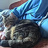 Skaï participe au concours pour gagner de l'argent avec cette photo : animal, blanket, blue_hoodie, cat, comfort, couch, cozy, feline, fur, home, indoor, jeans, paw, person, pet, relaxation, resting, sleeping, tabby_cat, tail